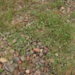 Gomphrena celosioides (12)