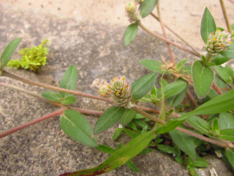 Gomphrena celosioides (4)