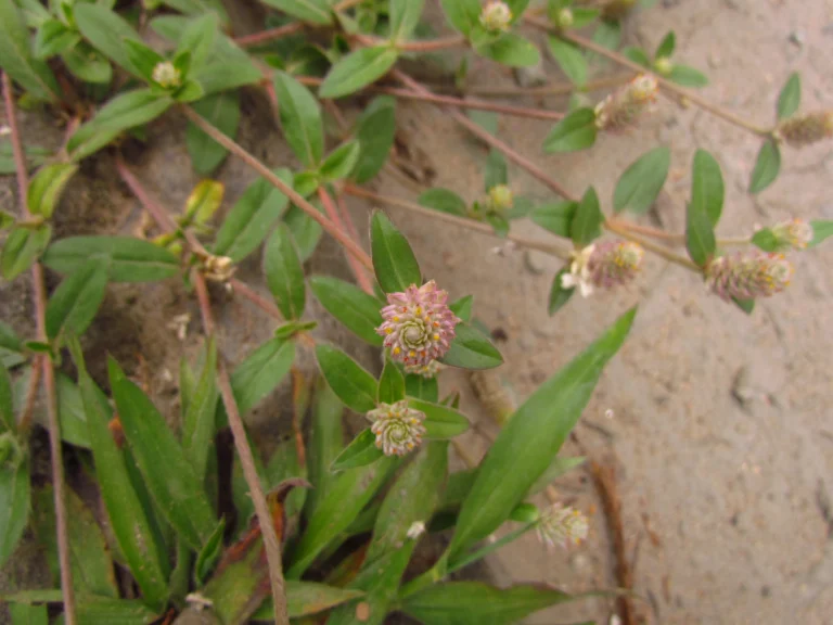Gomphrena celosioides (1)