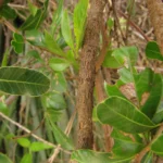 Lythraea brasiliensis (11)