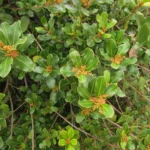 Lythraea brasiliensis (12)