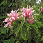 Justicia carnea (22)
