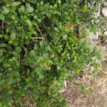 Lythraea brasiliensis (1)