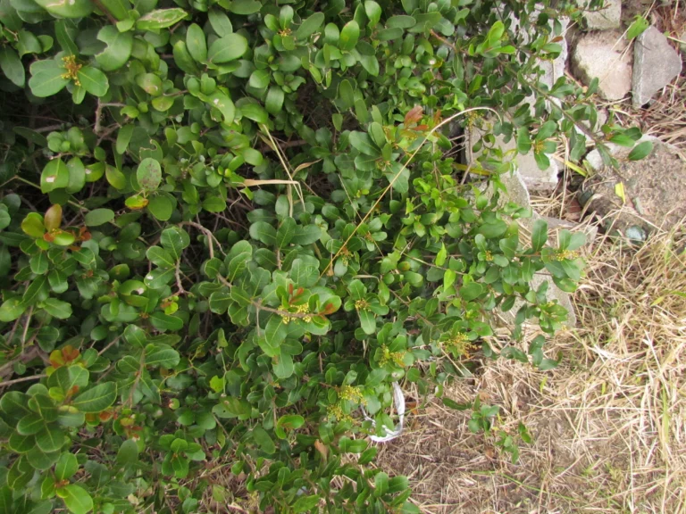 Lythraea brasiliensis (1)