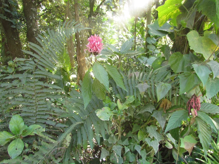 Justicia carnea (14)