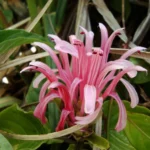 Justicia carnea (11)