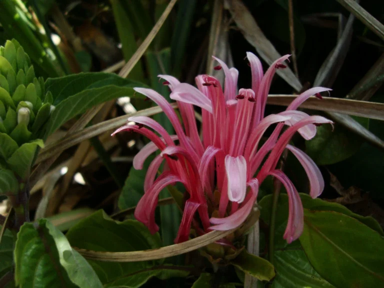 Justicia carnea (13)
