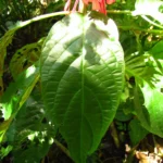 Justicia carnea (9)