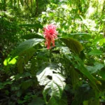 Justicia carnea (6)