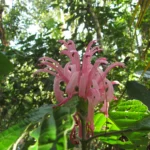 Justicia carnea (2)
