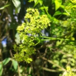 IMG_20251019_084231