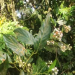 IMG_20251019_084349