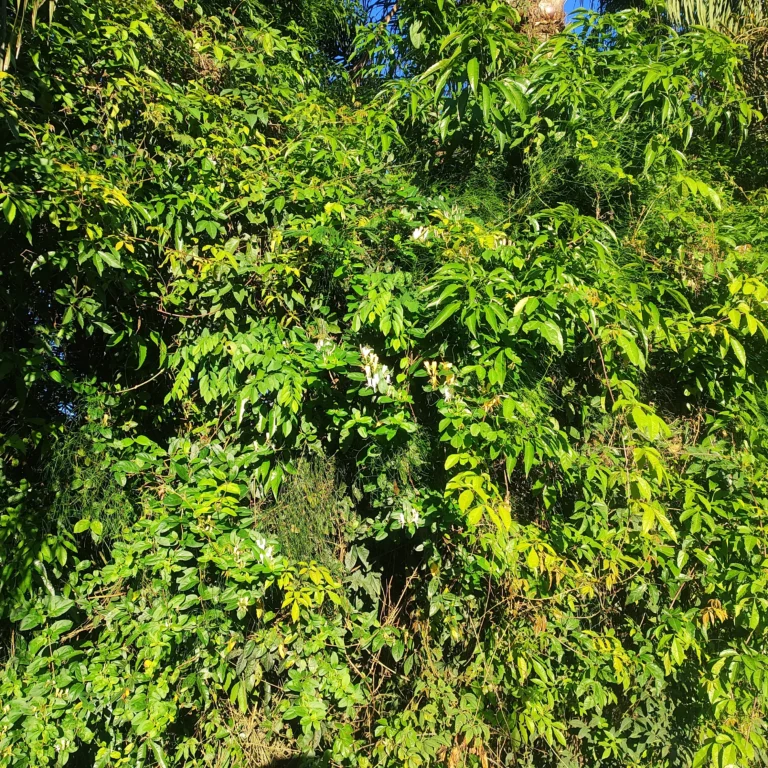 IMG_20251019_065416