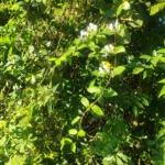IMG_20251019_065439