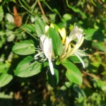 IMG_20251019_065309