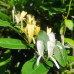 IMG_20251019_065348