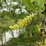 IMG_20251018_085113