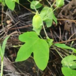 IMG_20251018_084506