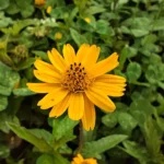 IMG_20251018_084821