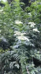 Sambucus australis (2)