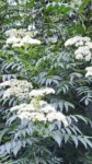 Sambucus australis (3)