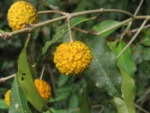 Rio do Sul, Progresso – RPPN Parque das Borboletas (153)
