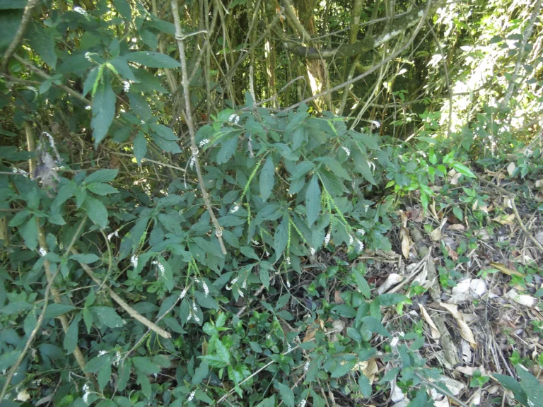 Rio do Sul, Estrada do Morro do Funil (302)