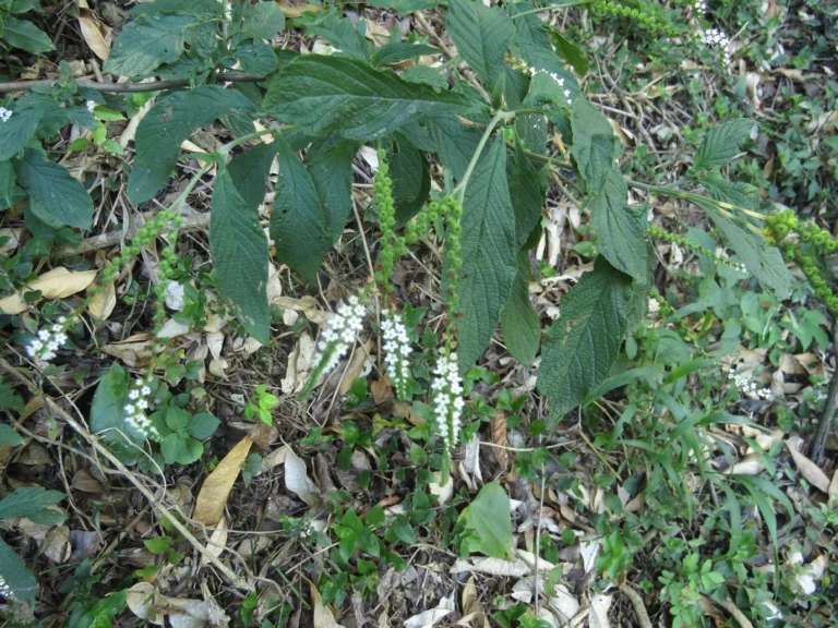 Rio do Sul, Estrada do Morro do Funil (303)