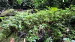 Spigelia pusilla (1)