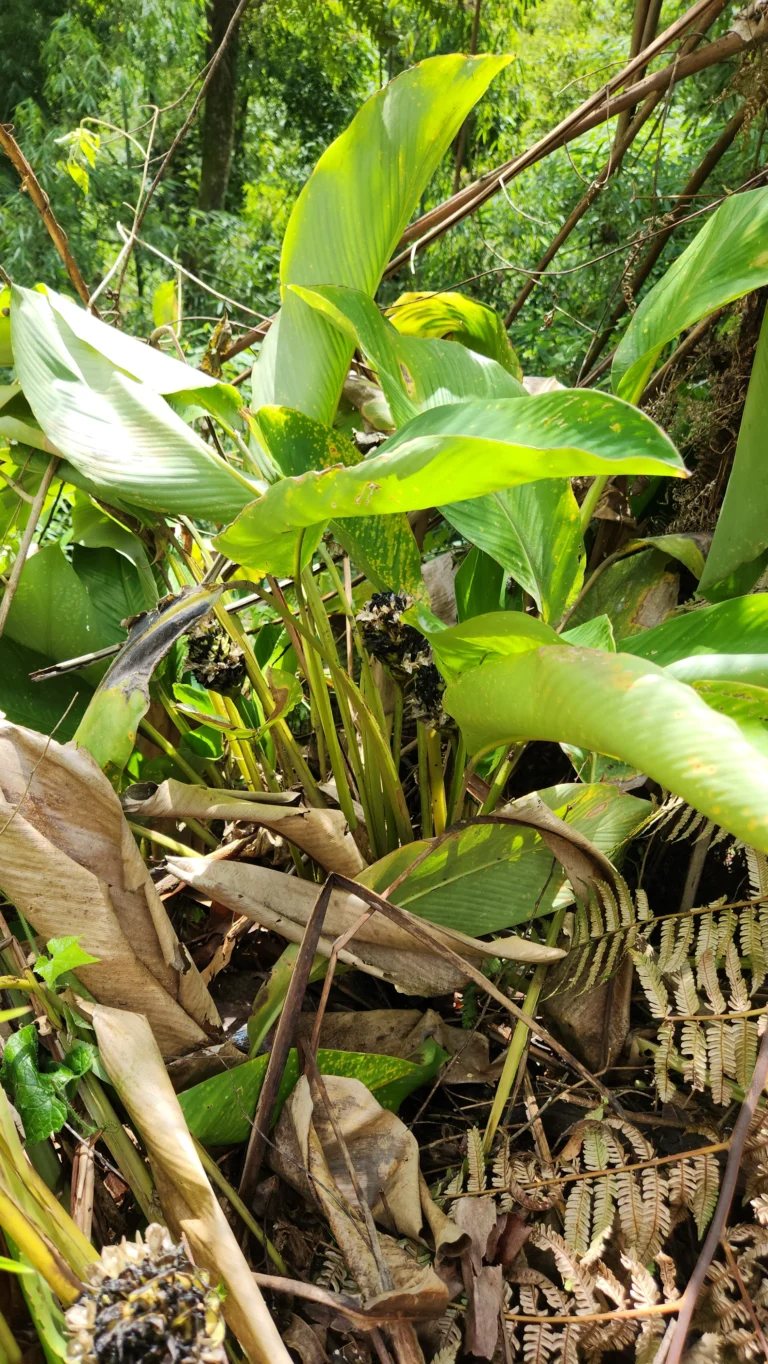 Goeppertia monophylla (2)