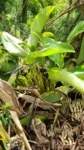 Goeppertia monophylla (2)