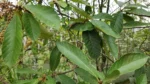 Clethra scabra (3)