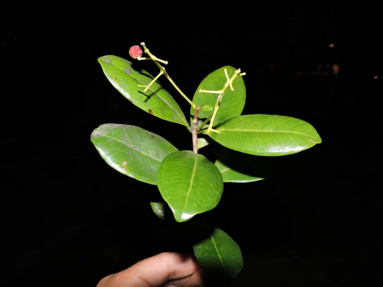 DSCN0594
