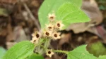 Chaetogastra clinopodifolia (1)