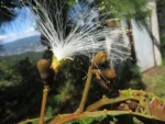Rio do sul, morro do Funil (3)