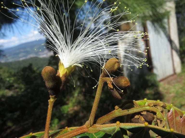 Rio do sul, morro do Funil (3)