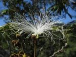 Rio do sul, morro do Funil (6)