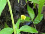 Rio do Sul, Estrada do Morro do Funil (211)