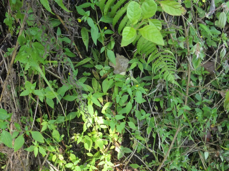 Rio do Sul, Estrada do Morro do Funil (209)