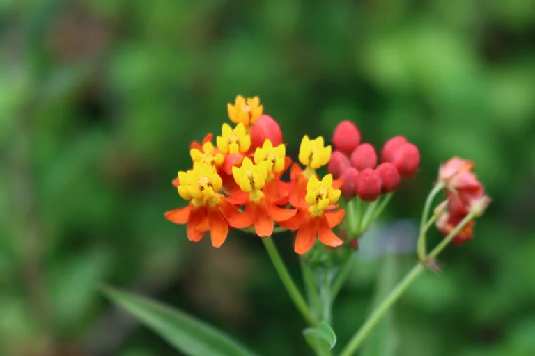 Asclepias curassavica (3)