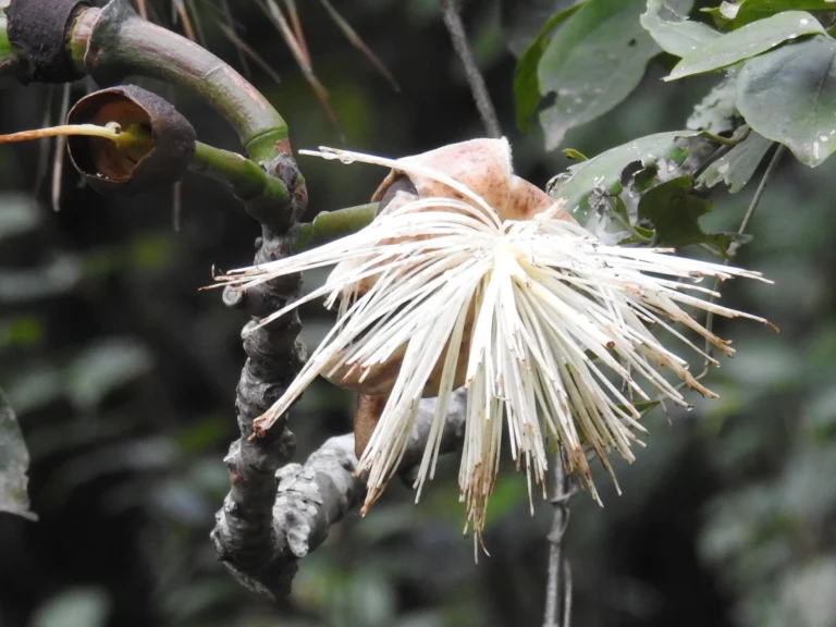 Pseudobombax grandiflorum (1)