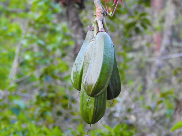 Pseudobombax grandiflorum (2)