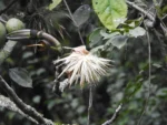 Pseudobombax grandiflorum (3)