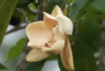 Magnolia ovata (1)