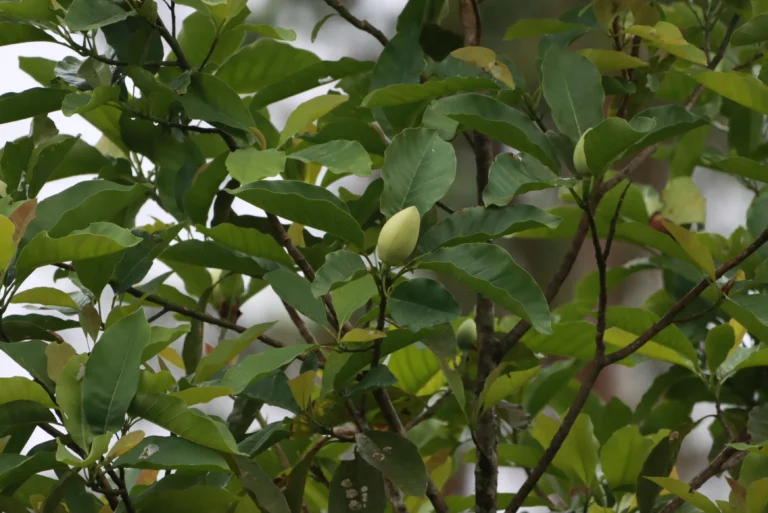 Magnolia ovata (2)