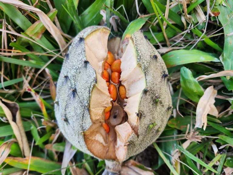 Magnolia ovata (2)