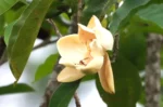 Magnolia ovata (4)