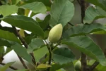 Magnolia ovata (5)
