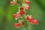 Sinningia curtiflora (1)