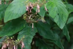 Sinningia douglasi (1)